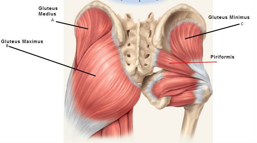 Anatomia_gl%C3%BAteo.jpg