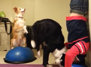 treinar_cachorro_2_saudenarotina