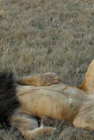 Massagem amansa qualquer fera