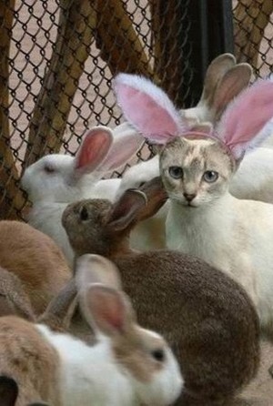 Não leve gato por lebre.