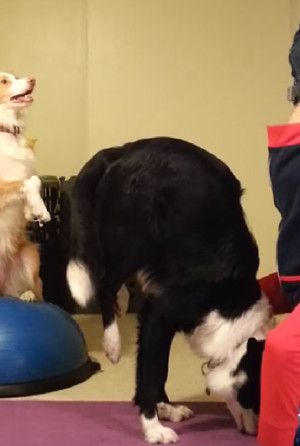 treinar_cachorro_2_saudenarotina
